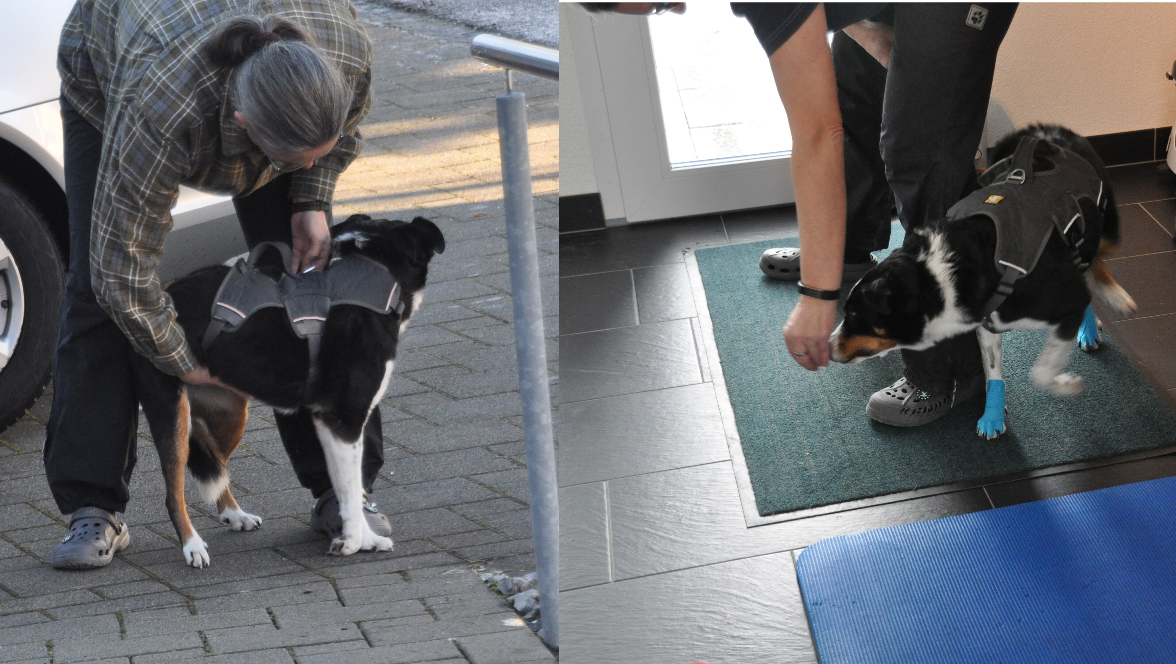 Hund der Überkötet in der rechten Biildseite. Links mit Tape auffussend.